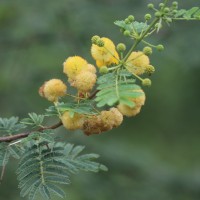 <i>Vachellia nilotica</i>  (L.) P.J.H.Hurter & Mabb.